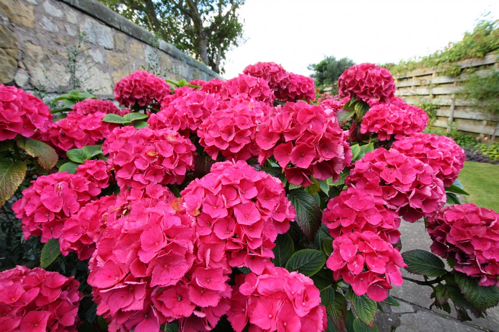 how to plant colorful flowering azaleas rhodos espoma how to plant colorful flowering azaleas rhodos espoma
