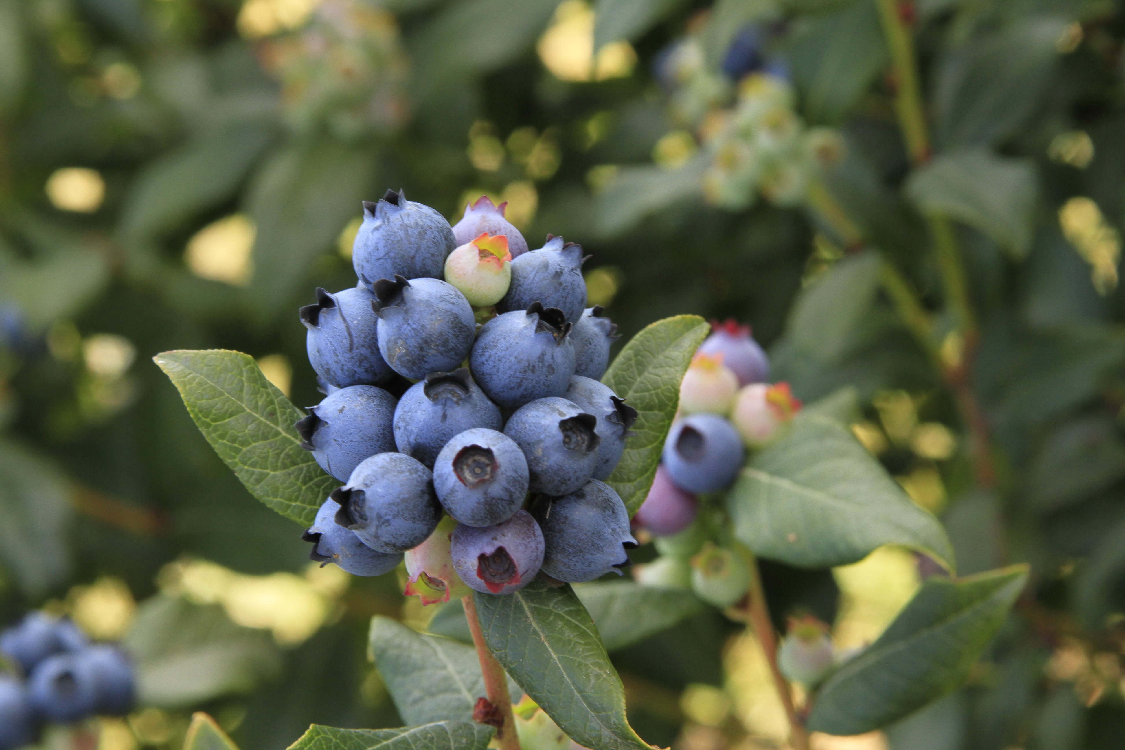 How to Grow Blueberries Espoma