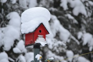 winter bird feeding, attract birds to garden, garden for pollinators