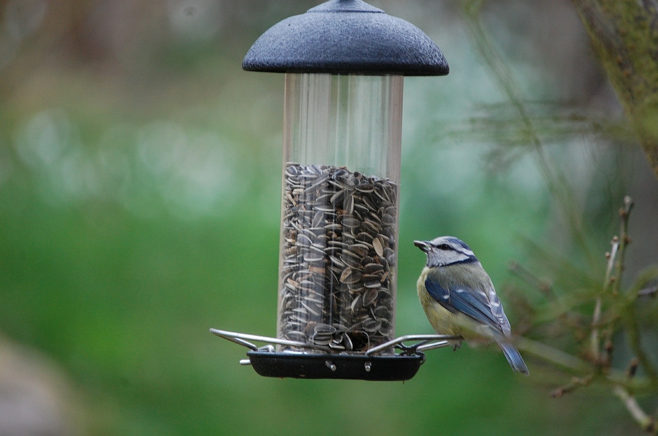 bird s the word in winter help feed them espoma bird s the word in winter help feed them espoma