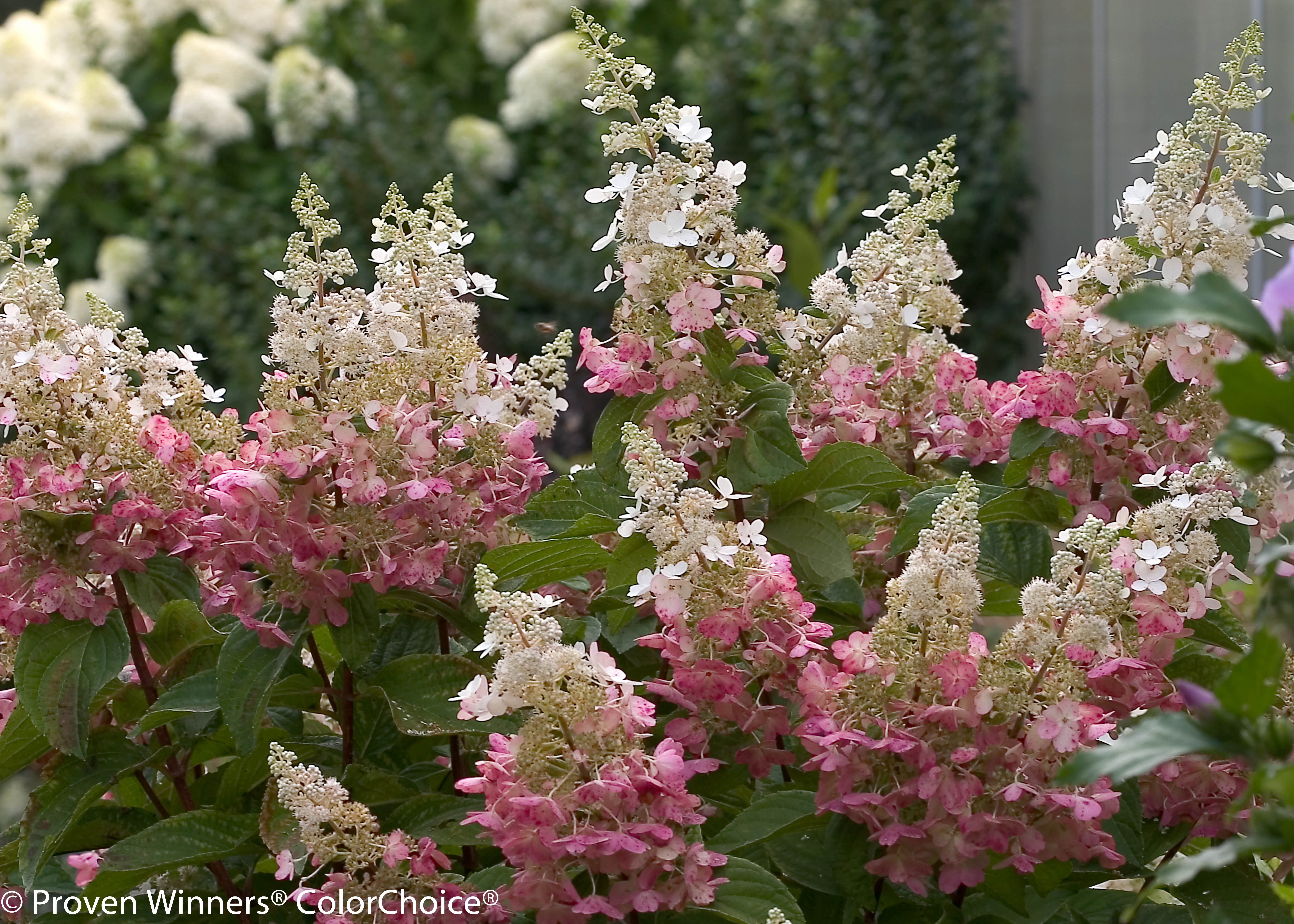 Fun In The Sun Best Hydrangeas To Grow In Full Sun Espoma