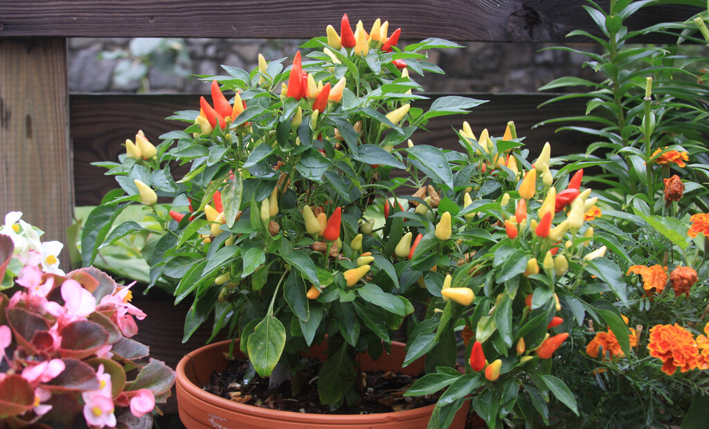 grow bigger plants with espoma