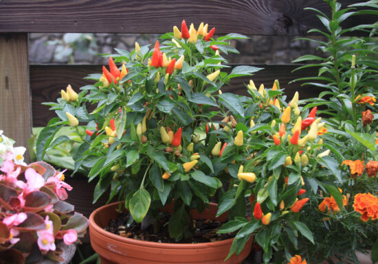 grow bigger plants with espoma