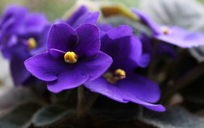 African Violet for color by Espoma