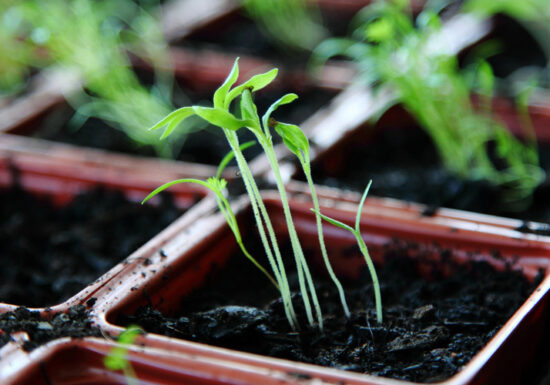 Espoma Seeding early indoors