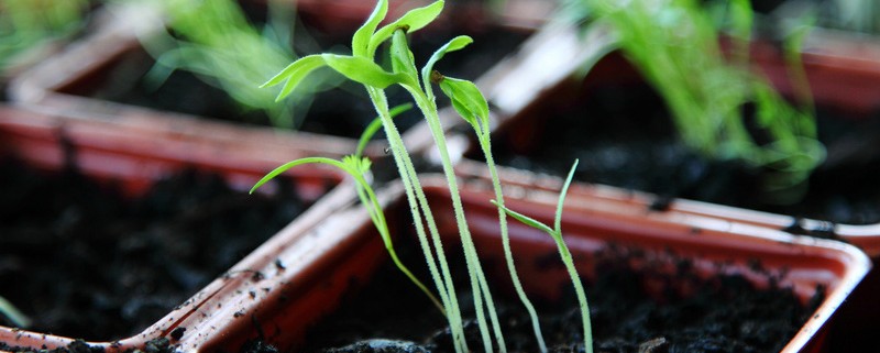 Espoma Seeding early indoors