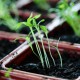 Espoma Seeding early indoors