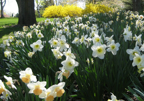 Espoma Bulb-tone for daffodils, tulips