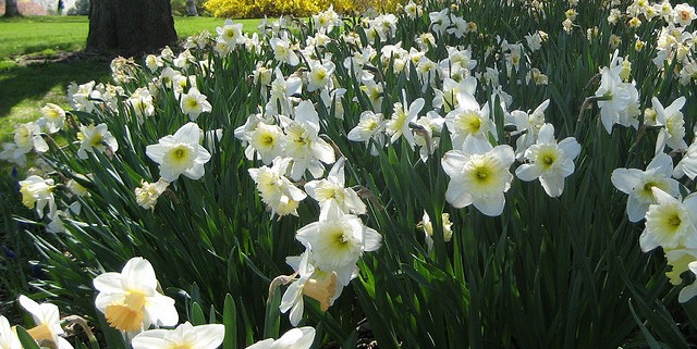 Espoma Bulb-tone for daffodils, tulips