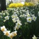 Espoma Bulb-tone for daffodils, tulips