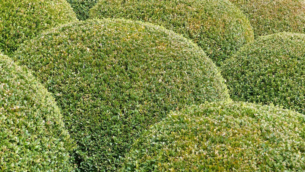 Espoma | Feed Boxwood with Organic Plant Food in Early Spring