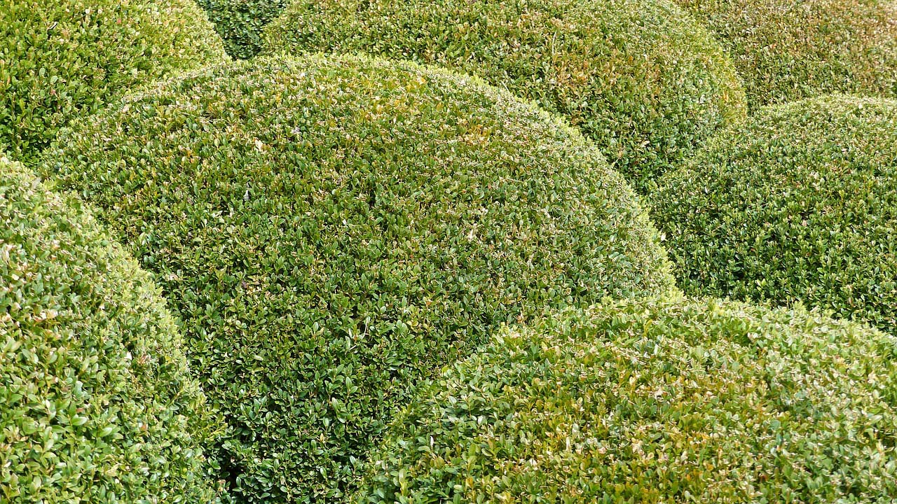 Feed Boxwood with Organic Plant Food in Early Spring Espoma