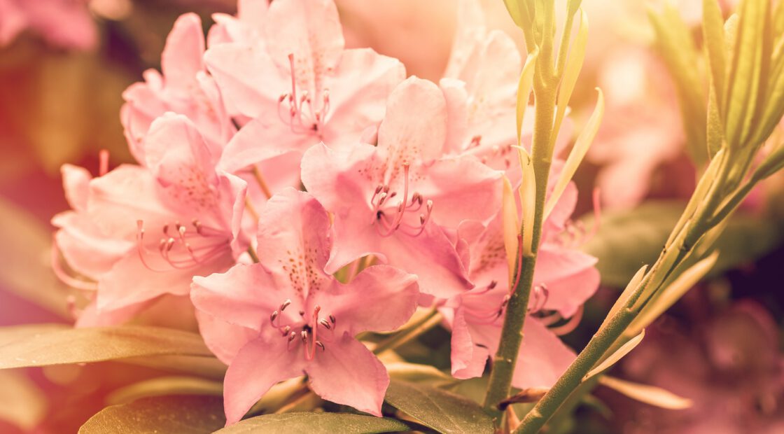 rhododendron, flowers