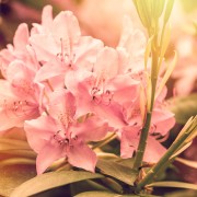 rhododendron, flowers