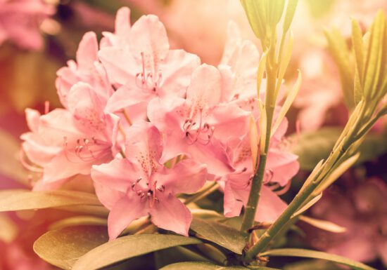 rhododendron, flowers