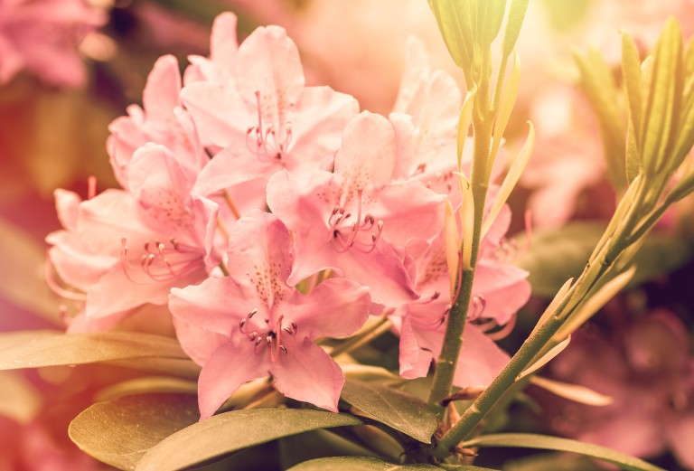 rhododendron, flowers