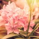 rhododendron, flowers