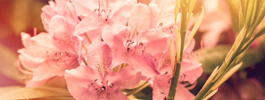 rhododendron, flowers