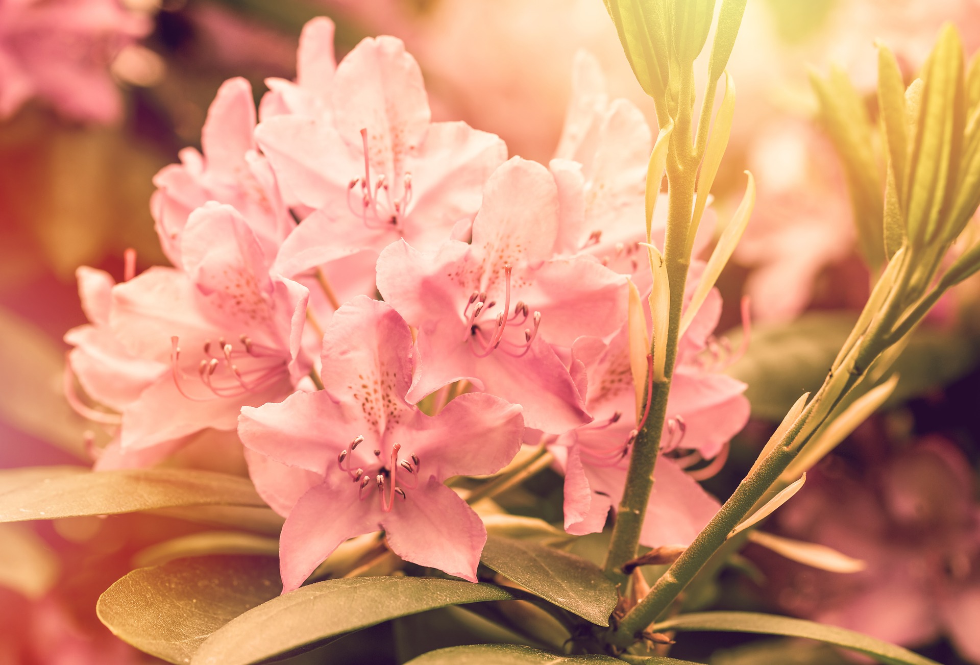 How To Plant Colorful Flowering Azaleas Rhodos Espoma