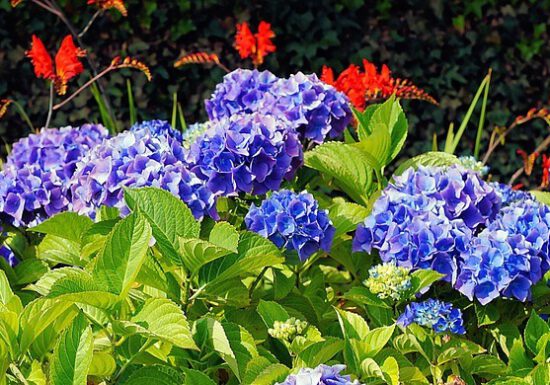 hydrangea blue