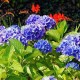 hydrangea blue