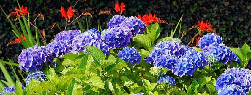 hydrangea blue