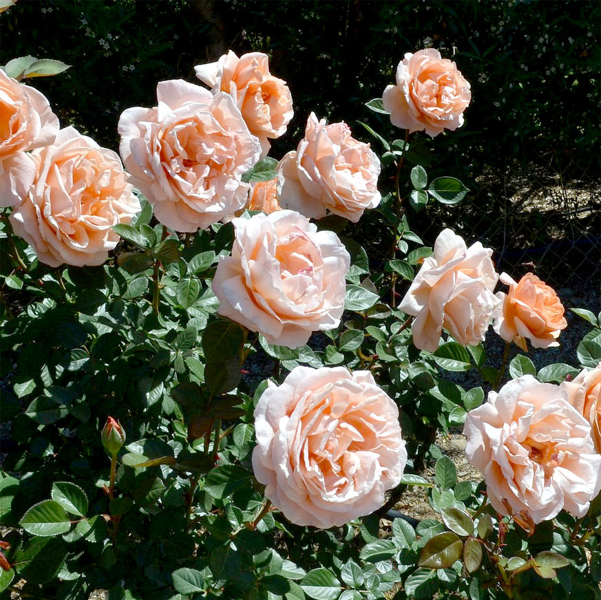 internettet heks vinden er stærk How to get more blooms on Roses. | Espoma