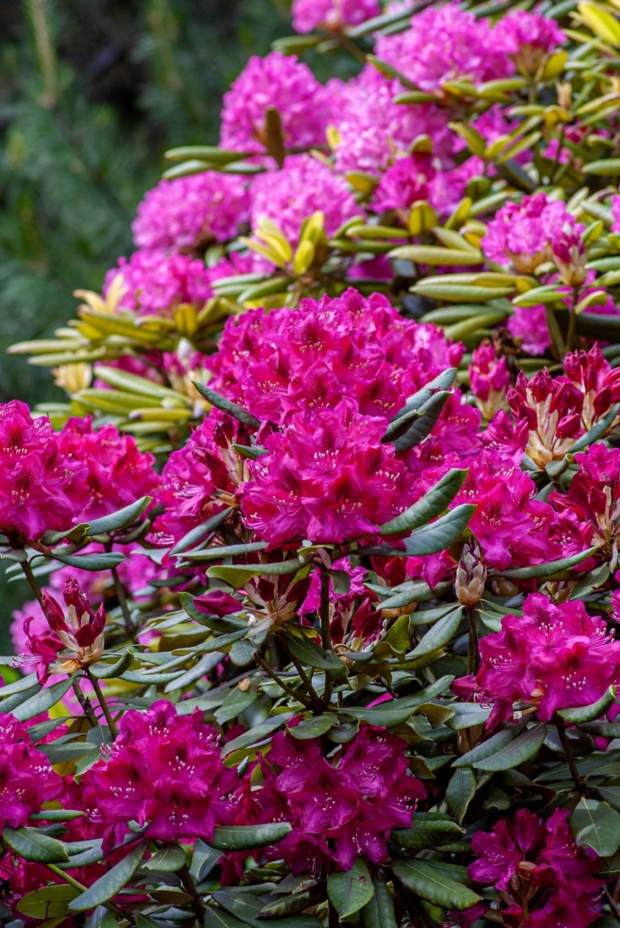 Pink Flowers on bush