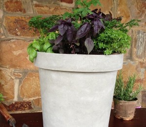 Container Garden