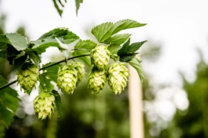 homegrown hops