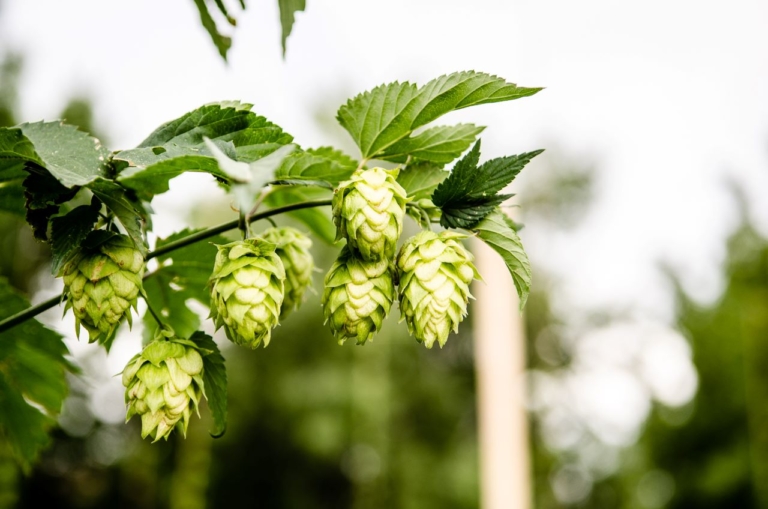 Become a Brewmaster by Growing your Own Hops | Espoma Organic