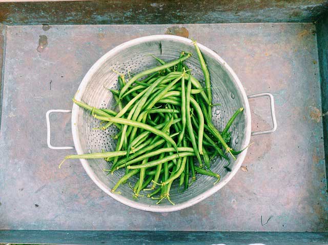 Pick And Serve Fresh Green Beans Espoma Pick And Serve Fresh Green Beans Espoma