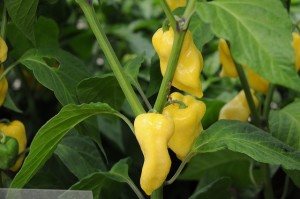 how to grow peppers