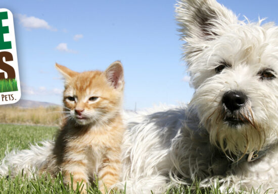 Safe Paws