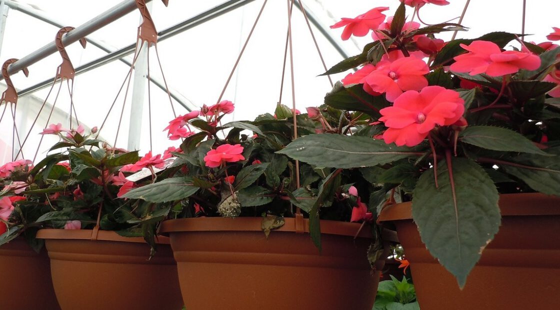hanging baskets