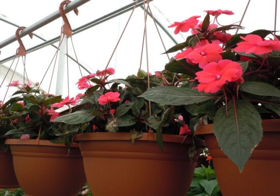 hanging baskets