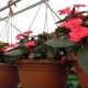 hanging baskets