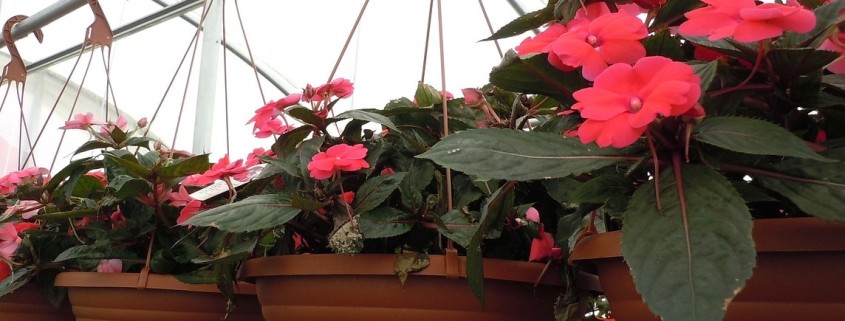 hanging baskets