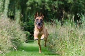 malinois-662784_640