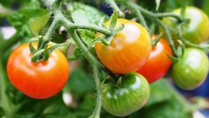 how to grow tomatoes