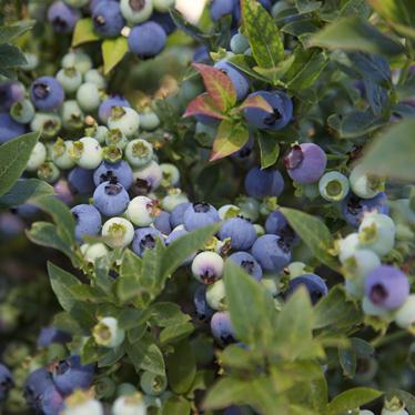 JELLY BEAN Brazelberries blueberries on bush
