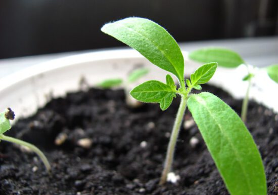 organic gardening