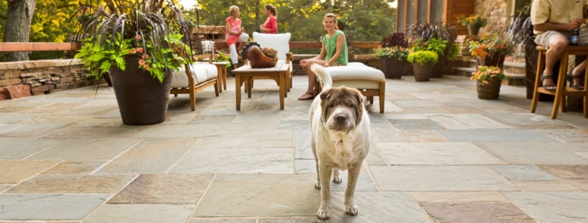 Garden Party - people and a dog on a stone patio enjoying refreshments.