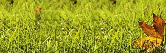 organic fall lawncare