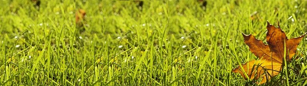 Espoma | Keep Your Lawn Strong - Even in Winter | Espoma