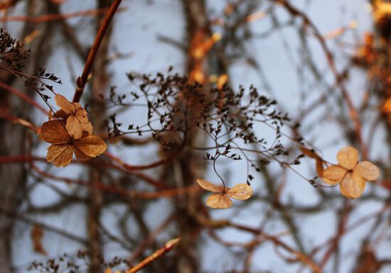 winter garden tips