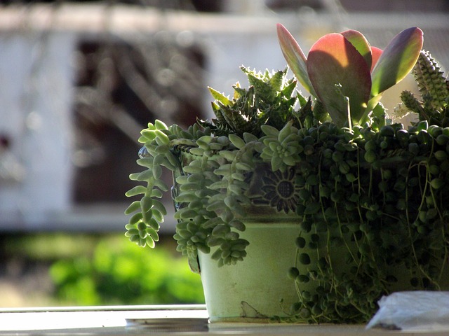 potted-cactus succulent