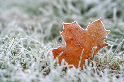 winter-lawn-care