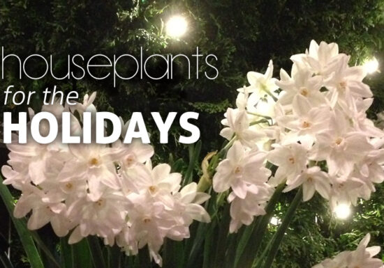 holiday houseplants