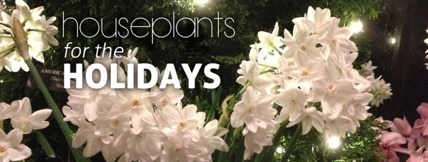 holiday houseplants